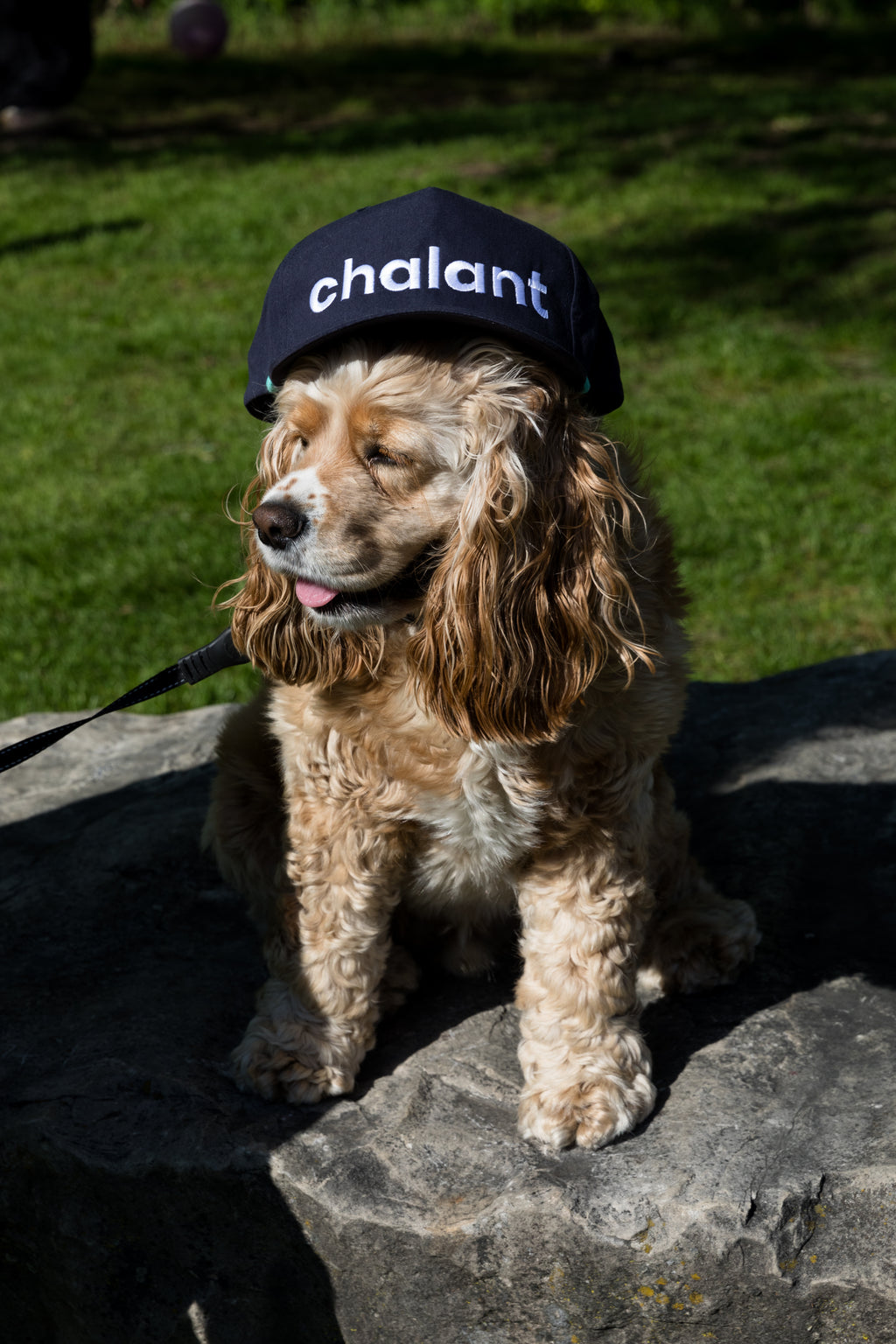 Gedi Village x Whelm Co. Collab  - Chalant Golf Cap